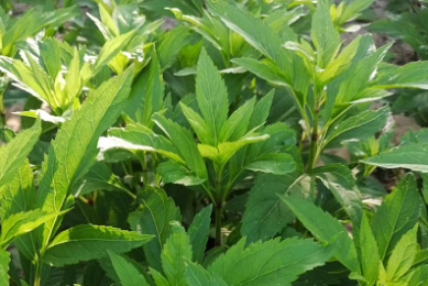 资料在手,考研录取通知书我有!